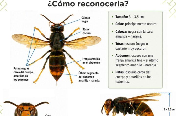 Primera Detección de Avispa Asiática en Canarias: Alerta y Medidas del Gobierno Canario