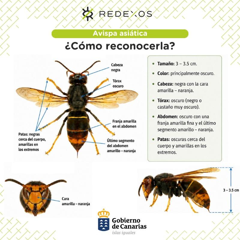 Primera Detección de Avispa Asiática en Canarias: Alerta y Medidas del Gobierno Canario