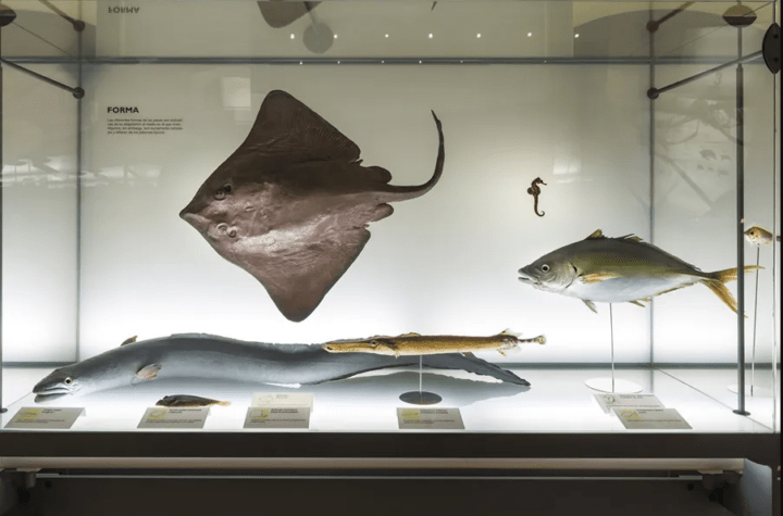 Descubre los Secretos del Mar en el Taller Online 'Diálogos de Sal' y la Charla sobre Tesoros Marinos del Museo de Ciencias Naturales de Tenerife