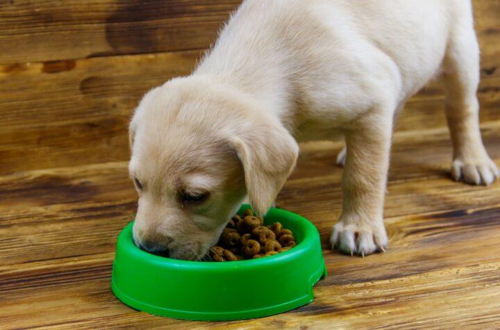 Descubren microplásticos en alimentos para mascotas: lo que revela un estudio impactante