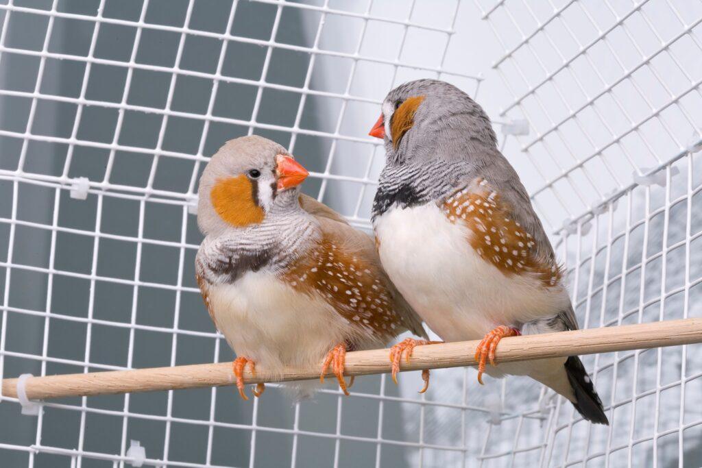 Descubriendo el lenguaje de las aves: Científica revela su significado y gana 100,000 dólares