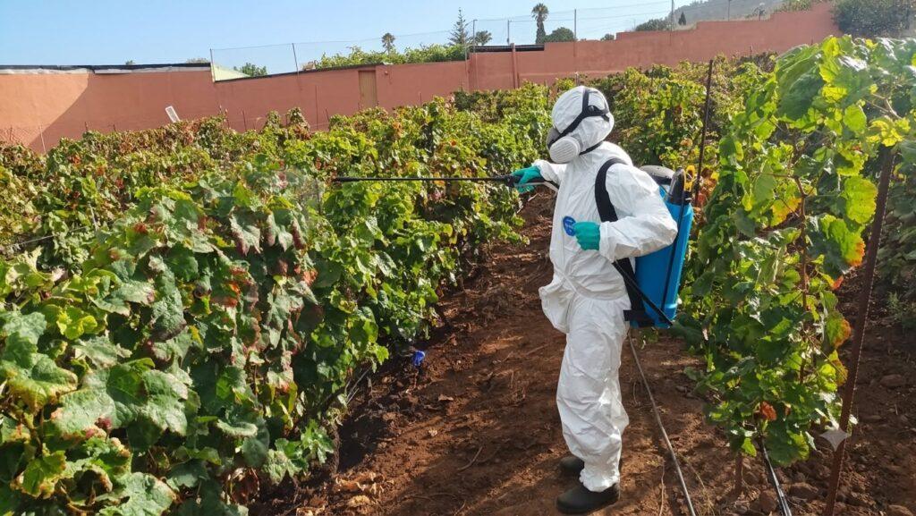 Gobierno Canario Realiza 4,435 Inspecciones en Prospecciones de Filoxera para la Campaña