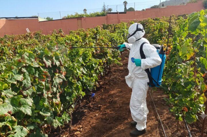 Gobierno Canario Realiza 4,435 Inspecciones en Prospecciones de Filoxera para la Campaña