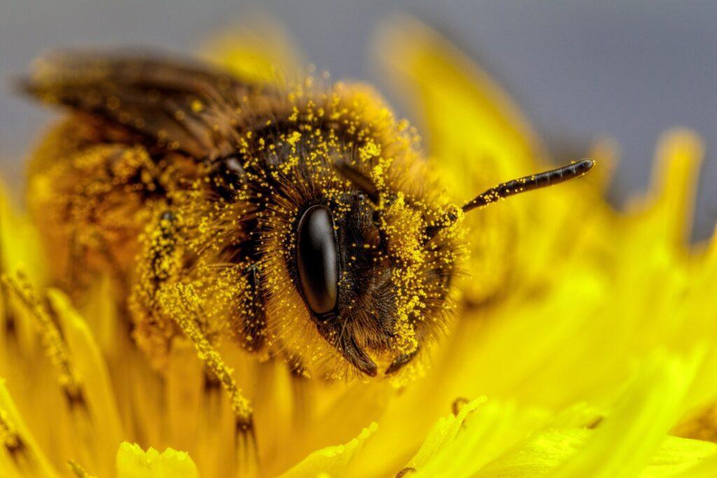 Corte Mexicana Estudia Reconocimiento de las Abejas como Sujetos de Derecho: Un Paso Hacia la Justicia Ambiental