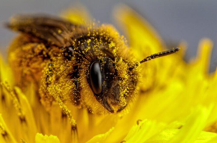 Corte Mexicana Estudia Reconocimiento de las Abejas como Sujetos de Derecho: Un Paso Hacia la Justicia Ambiental