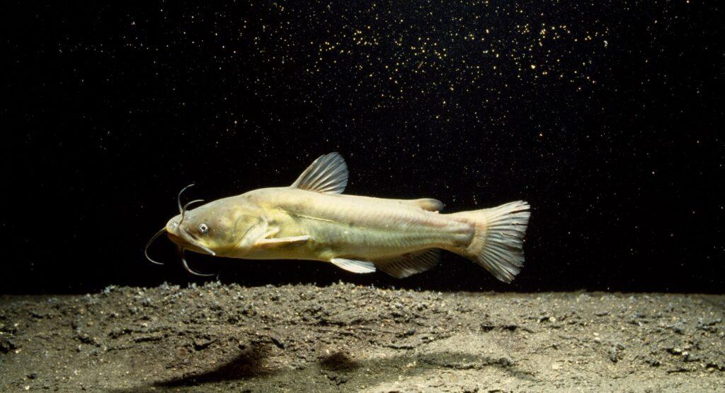 Científicos hallan un cáncer de piel contagioso en peces de un lago en Norteamérica