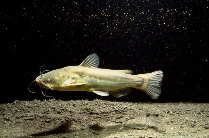 Científicos hallan un cáncer de piel contagioso en peces de un lago en Norteamérica