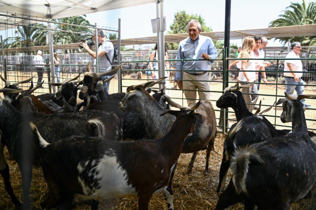 Cabildo Destina 1,5 Millones de Euros en Ayudas para Alimentación de Ganadería