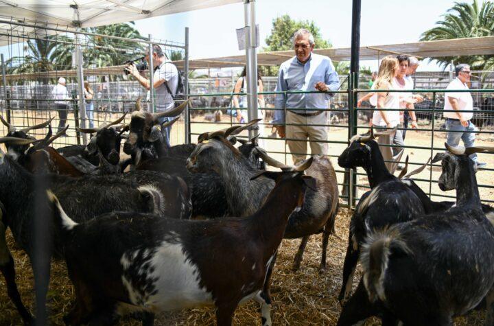 Cabildo Destina 1,5 Millones de Euros en Ayudas para Alimentación de Ganadería