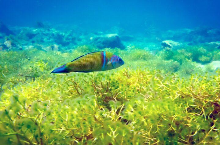 Investigación Canario Revela Cómo el Cambio Climático Acelera la Expansión de Especies Marinas Invasoras