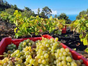 Canarias facilita la recolección de uvas para la vendimia 2026 y refuerza las medidas contra la filoxera
