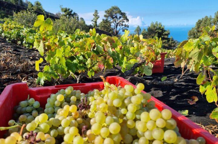 Canarias facilita la recolección de uvas para la vendimia 2026 y refuerza las medidas contra la filoxera