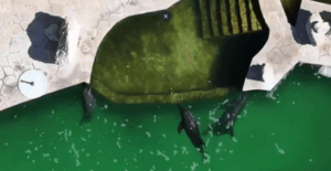 Nueve delfines mexicanos en abandono: La falta de santuarios tras la prohibición de shows marinos