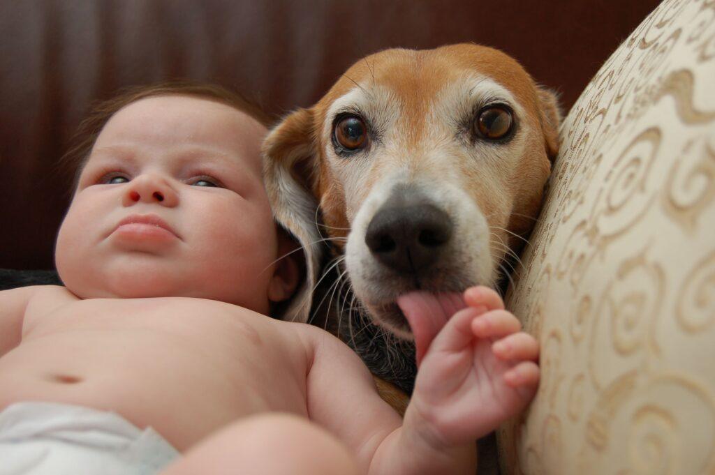 Los gérmenes de tu perro: ¿Beneficios sorprendentes para la salud de tus hijos?