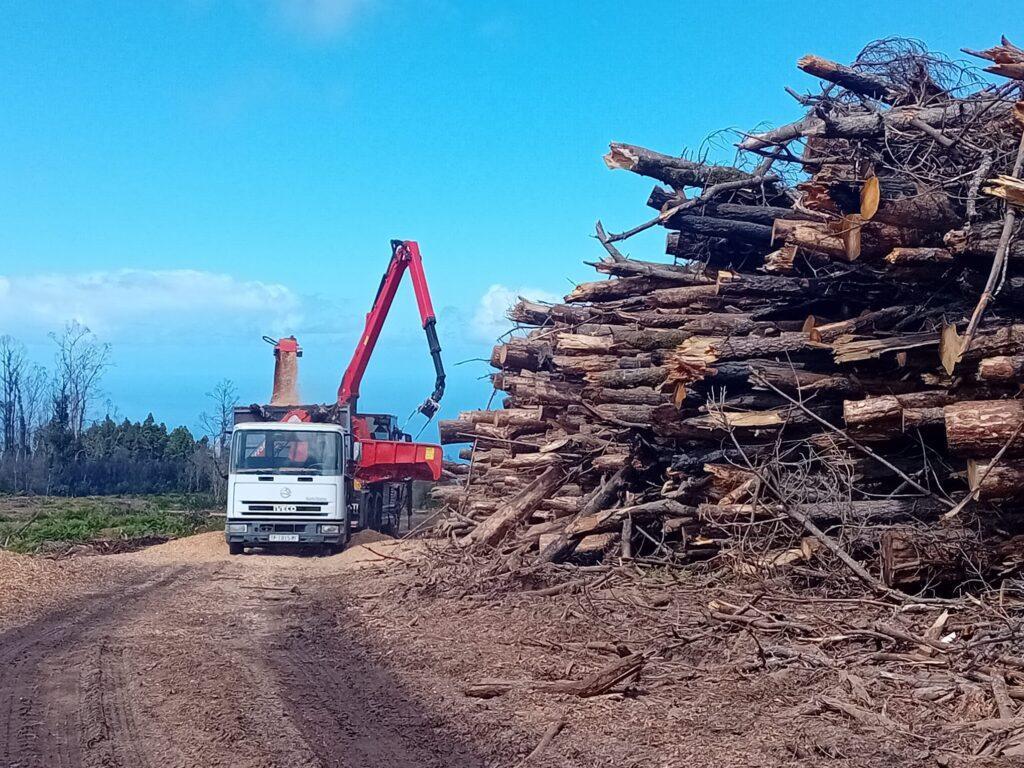 Cabildo Ofrece Astilla Forestal Gratis a Ganaderos y Agricultores Tras Incendio de 2023: Aprovecha esta Oportunidad