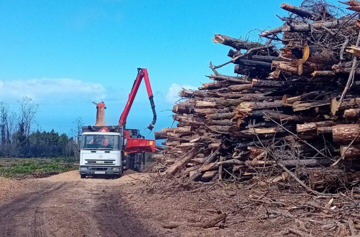Cabildo Ofrece Astilla Forestal Gratis a Ganaderos y Agricultores Tras Incendio de 2023: Aprovecha esta Oportunidad