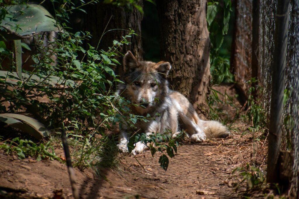 Extinción Cero: El Refugio que Salva al Lobo Mexicano de la Desaparición y la Indiferencia Política