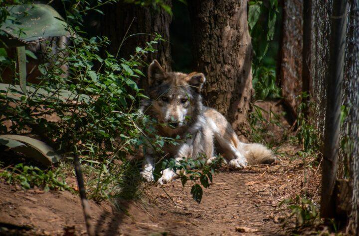 Extinción Cero: El Refugio que Salva al Lobo Mexicano de la Desaparición y la Indiferencia Política