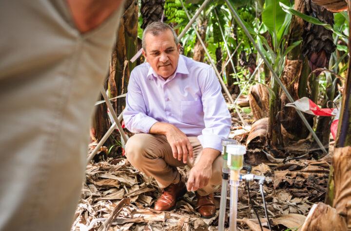 Cabildo Implementa Estrategias Innovadoras para Controlar la Mosca Blanca Espiral en Plantaciones de Plátano