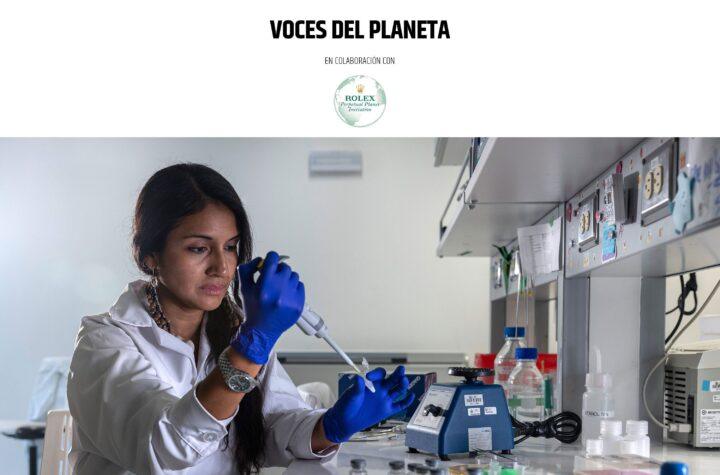 Abejas sin aguijón de la Amazonía obtienen derechos legales gracias a la labor de una científica peruana