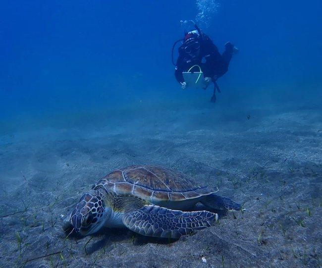 See You Diving Tenerife PADI 5 Star