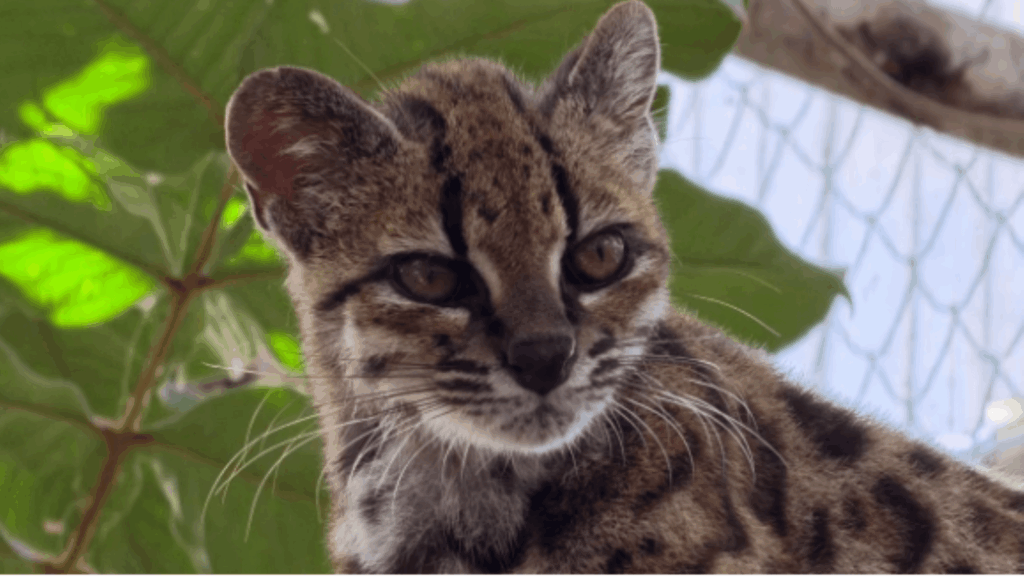 Bolivia revela una nueva especie de felino: ¡el primer descubrimiento en más de 100 años!