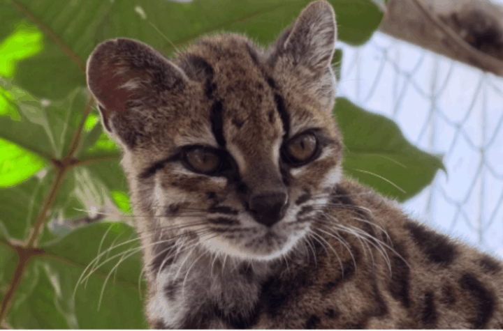 Bolivia revela una nueva especie de felino: ¡el primer descubrimiento en más de 100 años!