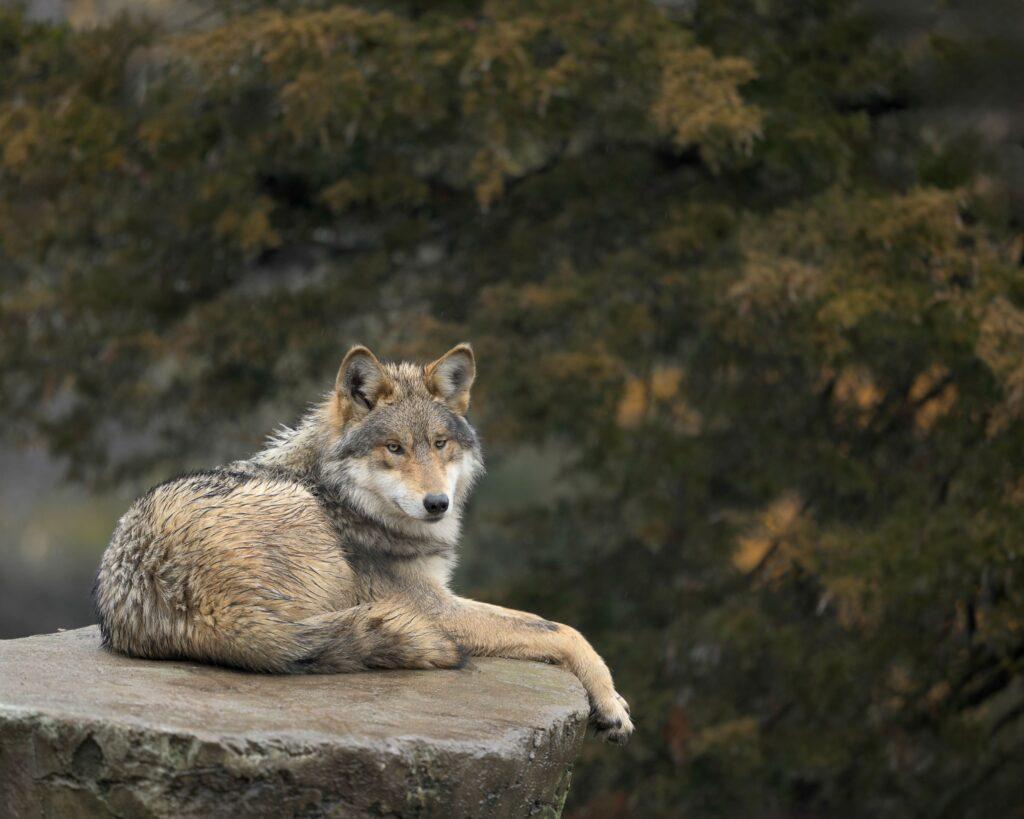 Trump propone permitir la caza del lobo gris mexicano para beneficiar a la ganadería