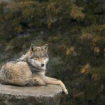 Trump propone permitir la caza del lobo gris mexicano para beneficiar a la ganadería