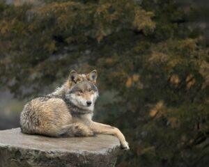 Trump propone permitir la caza del lobo gris mexicano para beneficiar a la ganadería