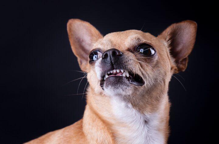 El sorprendente vínculo genético entre el ADN del chihuahua y los coyotes: ¿Qué revela sobre su historia?