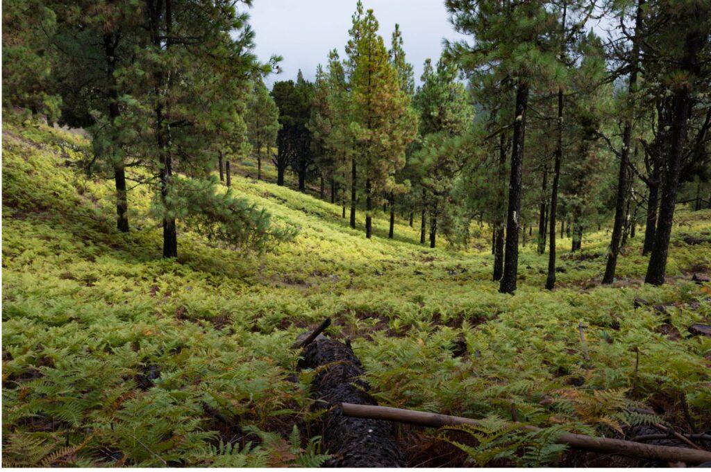 Descubre los Sonidos del Bosque: Festival Contemporáneo te Lleva a un Recorrido Natural Inigualable
