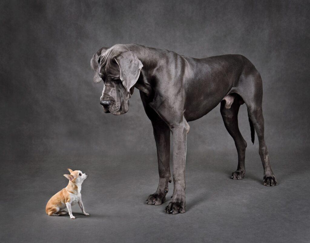 Descubre por qué los perros pequeños viven más que los grandes: la clave está en los "genes saltarines"